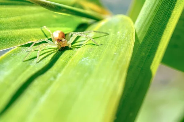 Ragno Nascosto Tra Foglie Giardino Gli Occhi Dei Ragni Ritorcono — Foto Stock