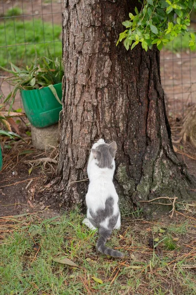 Gündüz Vakti Parkta Ağaçla Oynayan Beyaz Gri Bir Kedi — Stok fotoğraf