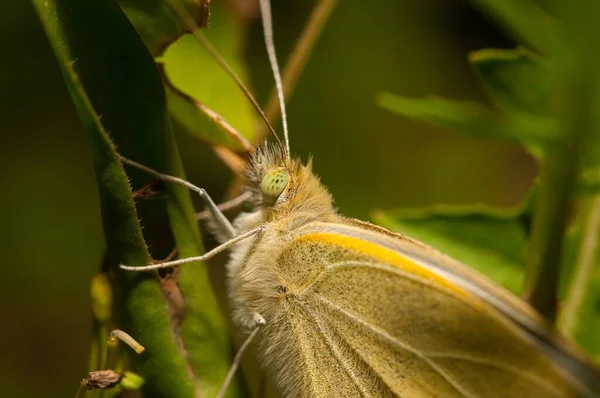 Close Uma Grande Borboleta Branca Sul Uma Folha Verde Com — Fotografia de Stock