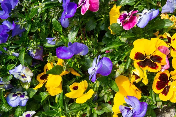 Pansies Kleurrijke Bed Lente Tuin Lente Bloemen Bloemen Achtergrond Perfect — Stockfoto