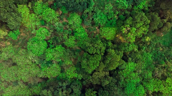 Antenn Overhead Sot Skogsbevuxen Grönt Landskap Perfekt För Bakgrund — Stockfoto