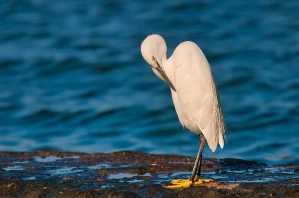 Eine Flache Aufnahme Eines Seidenreihers Der Einem Meeresufer Steht — Stockfoto