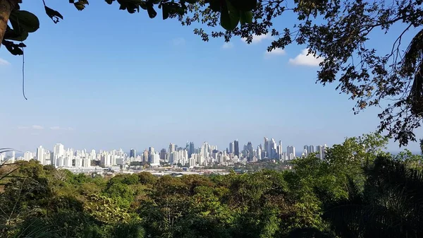 Een Panoramische Opname Van Een Woud Een Stad Beneden Een — Stockfoto