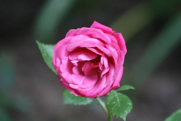 Selektywny Strzał Ostrości Różowego Kwiatu Róży — Zdjęcie stockowe