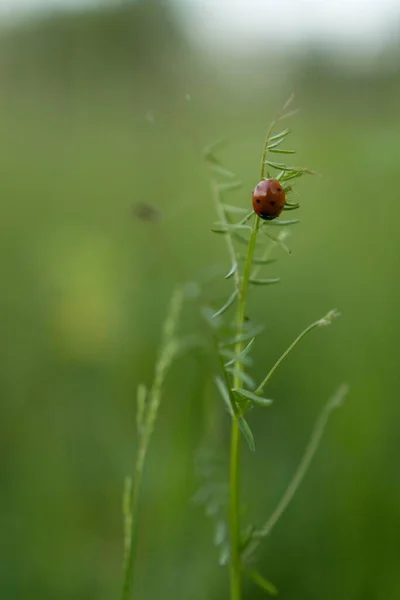 Tiro Close Vertical Uma Joaninha Uma Planta Verde Com Fundo — Fotografia de Stock