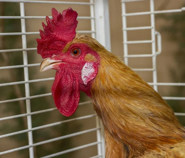 Eine Selektive Fokusaufnahme Eines Hahns Käfig — Stockfoto