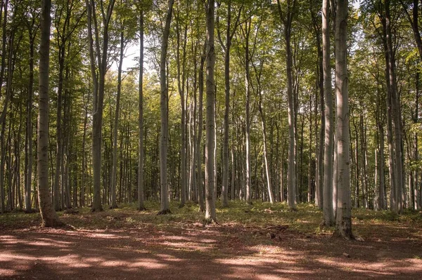 Den Vackra Utsikten Över Höga Träden Skog Vid Sidan Grusväg — Stockfoto