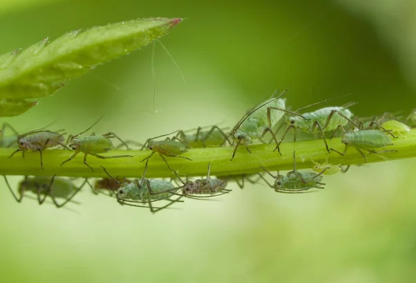 Macro Bug Wildlife Pest — Stock Photo, Image