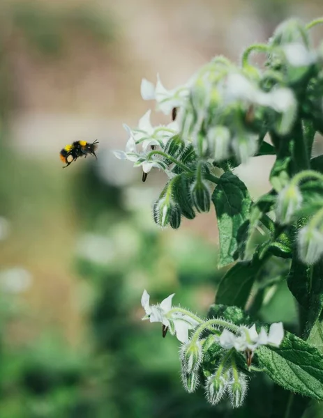 Gros Plan Vertical Une Abeille Atterrissant Sur Une Plante Verte — Photo