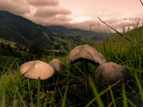 Mesmerizing Scenery Mountains Mushrooms Foreground — Stock Photo, Image