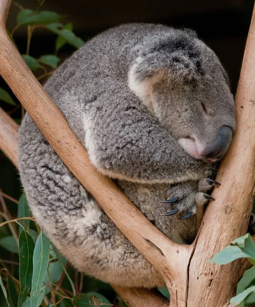 Gros Plan Koala Mignon Dormant Sur Une Branche Arbre — Photo