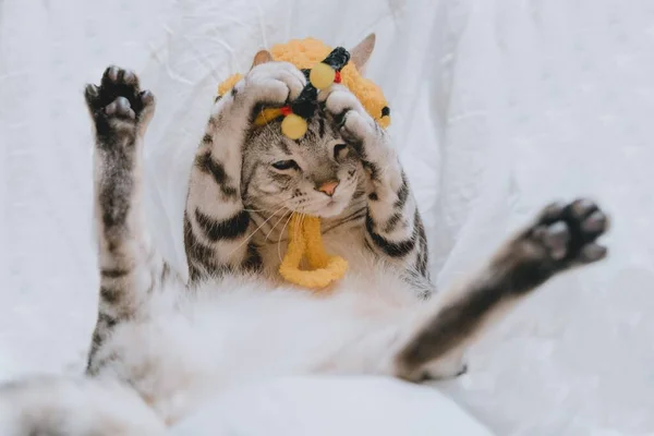 Tiro Close Gato Com Chapéu Deitado Uma Superfície Branca — Fotografia de Stock