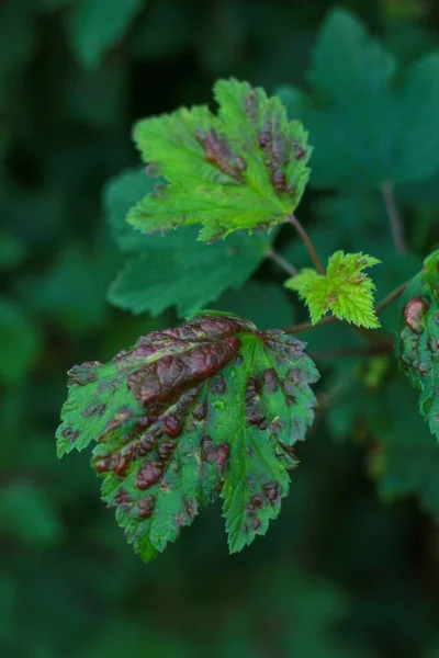 Vertical Selective Focus Shot Currant Blister Aphids Red Currant Leaves — Stock Photo, Image
