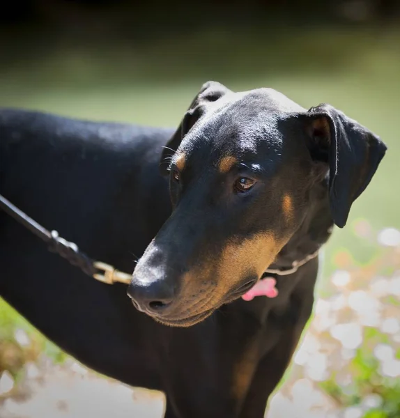 Primer Plano Doberman Con Una Correa Campo Bajo Luz Del —  Fotos de Stock