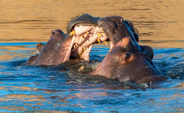Zbliżenie Dwóch Hipopotamów Walczących Jeziorze Pod Słońcem — Zdjęcie stockowe