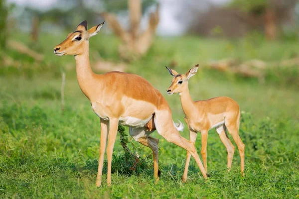 Una Toma Enfoque Superficial Una Madre Joven Impala Pie Campo —  Fotos de Stock