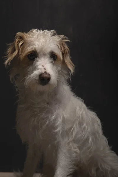 Retrato Vertical Belo Cão Misto Sentado Fundo Escuro — Fotografia de Stock