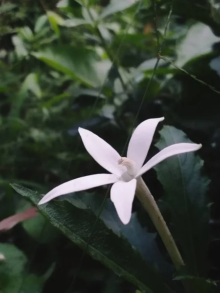 一朵美丽的白色茉莉花 背景模糊 — 图库照片