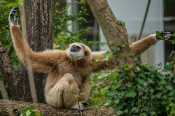 太い木の枝に座って葉を捕まえるベージュの猿 — ストック写真