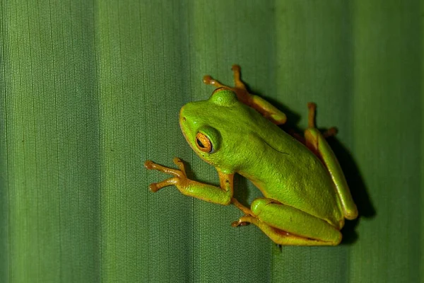 Zelená Žába Žlutýma Očima Dovolené — Stock fotografie