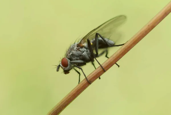 Makro Fotografia Much Mucha Zbliżeniowa Owady Przyrodzie — Zdjęcie stockowe