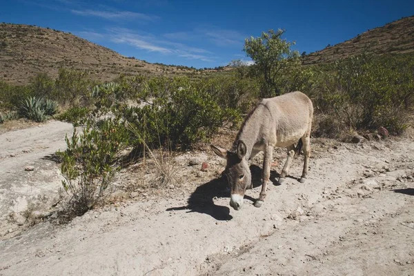 Gray Donkey Walking Dirt Road Hills Blue Sky Background — Stock Photo, Image
