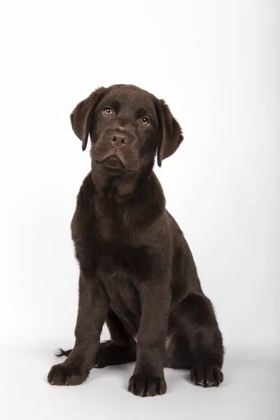 Vertikální Záběr Krásné Čokoládové Labrador Štěně Bílém Pozadí — Stock fotografie