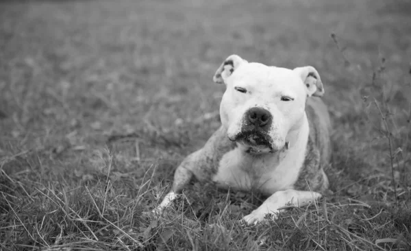 Sebuah Tembakan Greyscale Dari Banteng Dan Terrier Berbaring Tanah Bawah — Stok Foto