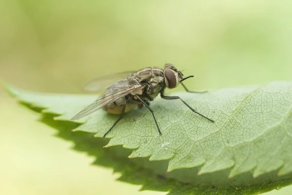 Macro Fotografía Moscas Mosca Primer Plano Insecto Naturaleza —  Fotos de Stock