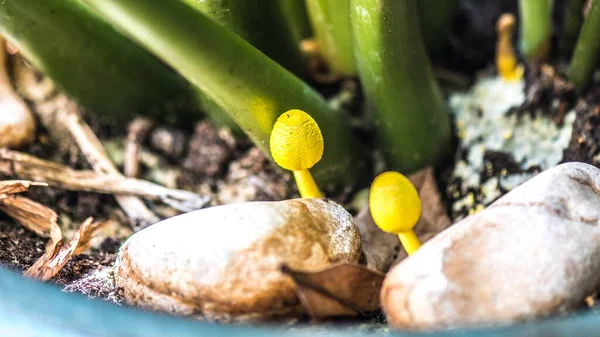 Alcuni Piccoli Funghi Con Cappucci Gialli Coltivati Tra Una Pianta — Foto Stock