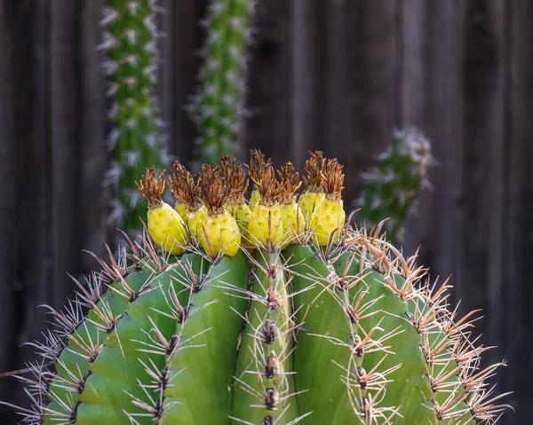 Vat Cactus Woestijn — Stockfoto