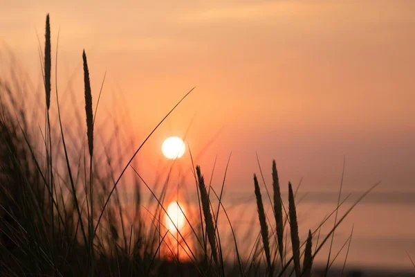 Гарний Знімок Високої Трави Фоні Заходу Сонця — стокове фото
