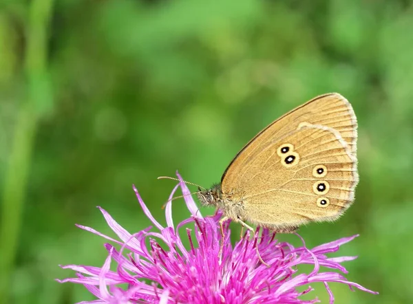 Macrophotography Butterfly Flower — Stock Photo, Image
