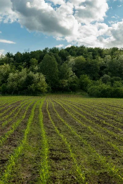 Ett Jordbrukslandskap Omgivet Vacker Grönska — Stockfoto