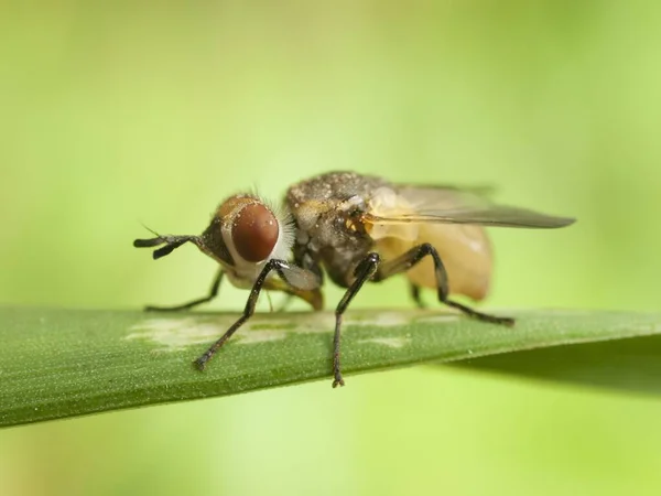 Macrofotografia Moscas Close Fly Inseto Natureza — Fotografia de Stock