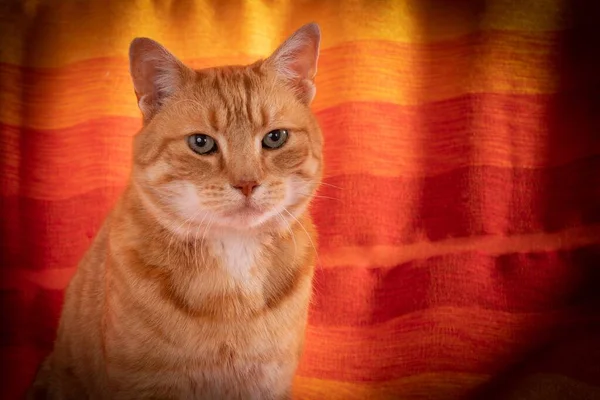 Closeup Shot Ginger Tabby Cat Colorful Curtains Background — Stock Photo, Image