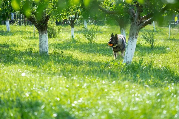 草の上でおもちゃで遊んでいるドイツの羊飼いの犬 — ストック写真
