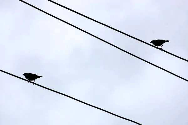 Tiro Ângulo Baixo Silhueta Pássaros Sentado Cabo — Fotografia de Stock