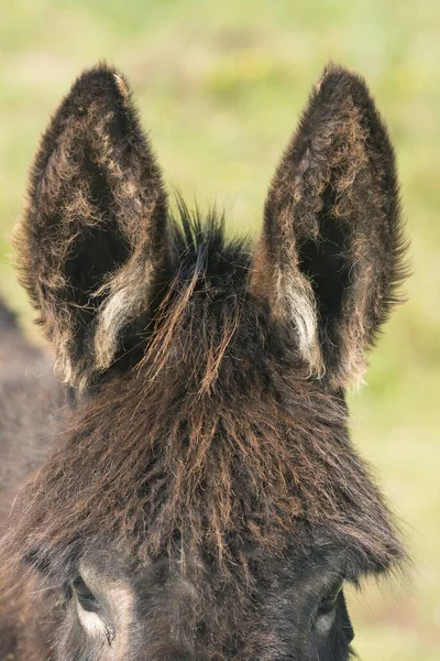 Primer Plano Las Grandes Orejas Esponjosas Burro —  Fotos de Stock