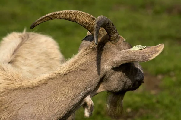 Colpo Una Grande Capra Bianca Con Lunghe Corna — Foto Stock