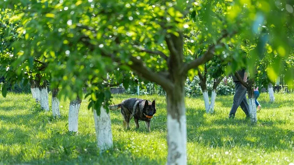 Tysk Herdehund Leker Med Leksak Gräset — Stockfoto
