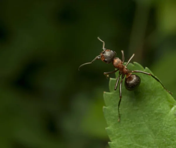 Makro Mrówki Życie Mrówek Przyrodzie — Zdjęcie stockowe