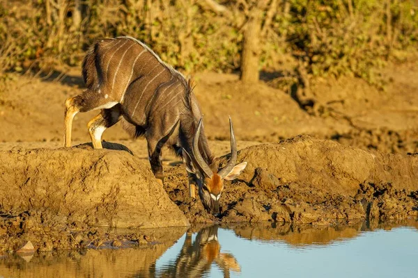 Belo Veado Bebendo Água Lago Perto Das Árvores Capturadas Dia — Fotografia de Stock