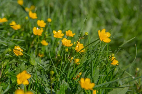 Goldene Ranunkelblüten Gras Frühling Nahaufnahme — Stockfoto