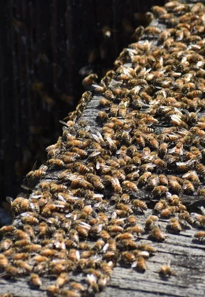 Zbliżenie Ujęcia Rój Pszczół Zebranych Drewnianym Chodniku — Zdjęcie stockowe
