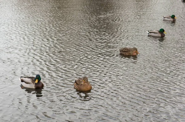High Angle Shot Male Female Mallard Ducks Swimming Pond — Stock Photo, Image