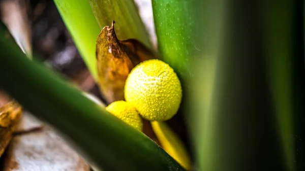 Pequeño Hongo Con Tapa Amarilla Cultivado Entre Una Planta Perfecto — Foto de Stock