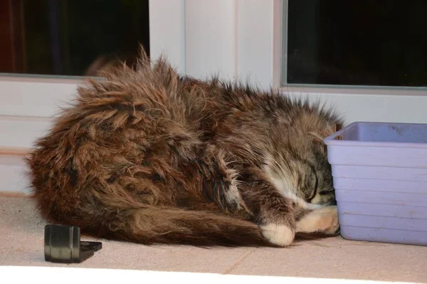 Primer Plano Adorable Lindo Gato Dormido Marrón —  Fotos de Stock