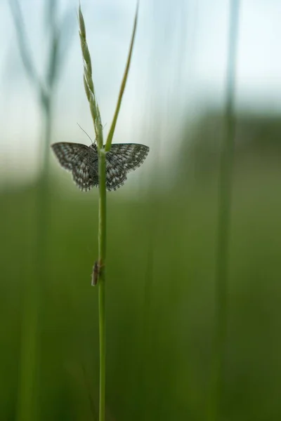 Tiro Close Uma Borboleta Uma Planta Verde Com Fundo Borrado — Fotografia de Stock