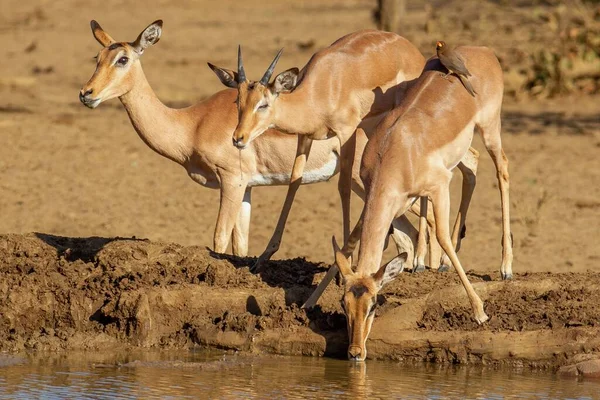 Mělká Soustředěná Střela Tří Impala Antelopes Popíjejících Břehu Jezera — Stock fotografie